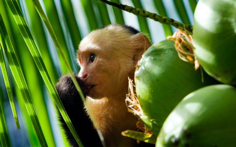 capuchin_monkey_by_janikl